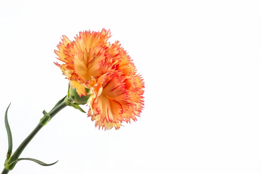 Orange carnation flower.