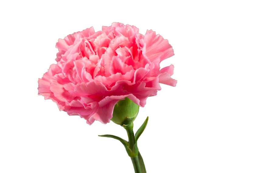 carnations